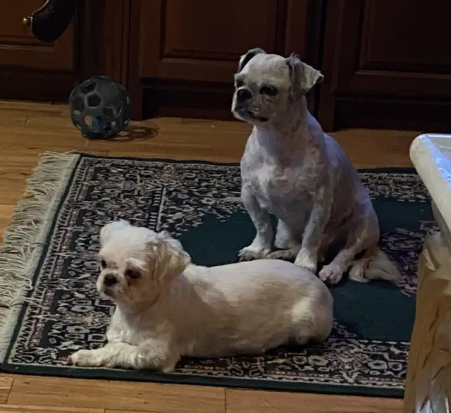 Shih tzu puppies  expected on February 5 in Dogs & Puppies for Rehoming in Norfolk County - Image 3