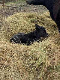 Black angus/ short horn  heifer twin calf 