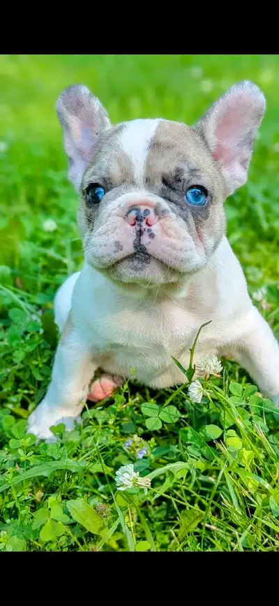 French Bulldog Puppies, View more