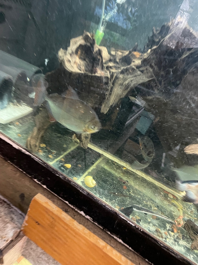 Four silver dollar piranhas  in Fish for Rehoming in Red Deer - Image 2