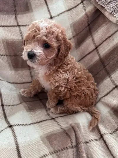 Beautiful Cavapoo Puppies, View more