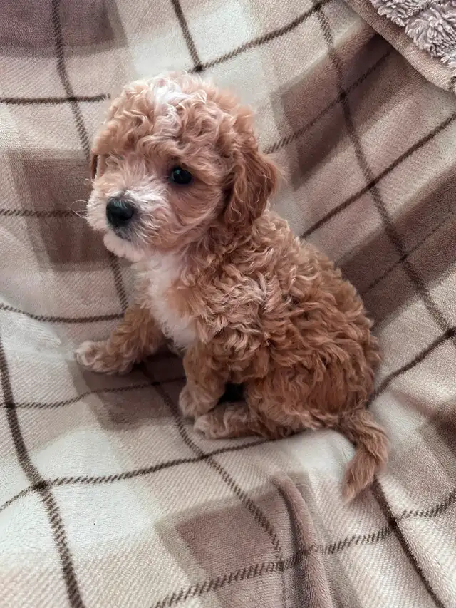 Beautiful Cavapoo Puppies in Dogs & Puppies for Rehoming in Markham / York Region - Image 2