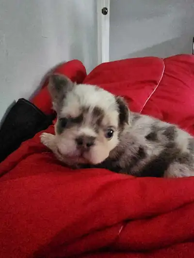 This is blue. He's 6 weeks old and a Lilac tan Merle with fluffy. He loves his cuddles and likes to...
