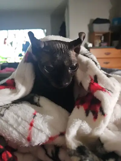 2 male sphynx cat neutered, View more