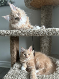 Mainecoon Kittens Purebred