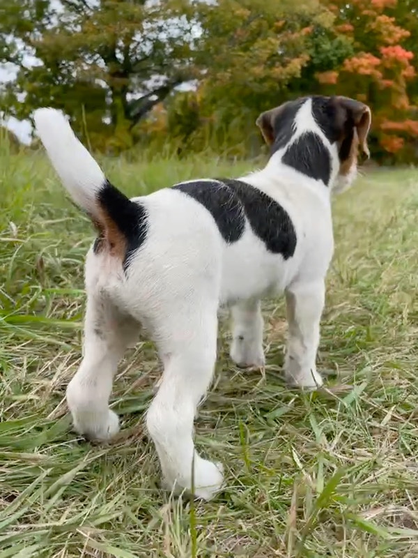 2 Male Jack Russell Puppies Dogs & Puppies for Rehoming City of