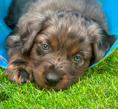 Miniature Australian Shepherd Puppies- Parents DNA Heath Tested, View more