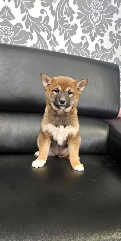 Shiba Inu Puppies, View more