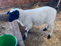 11 Dorper lambs available for sale as pet or to butcher.