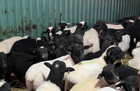 Starter Flock of Sheep 