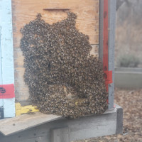 Live Bees For Sale