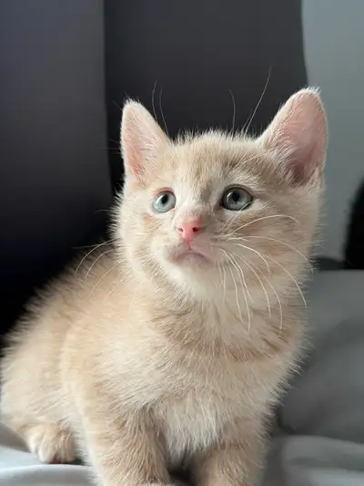 adorable male kitten , View more