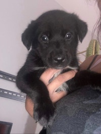 5 week old husky/lab/great Pyrenees mix. Ready for new home.