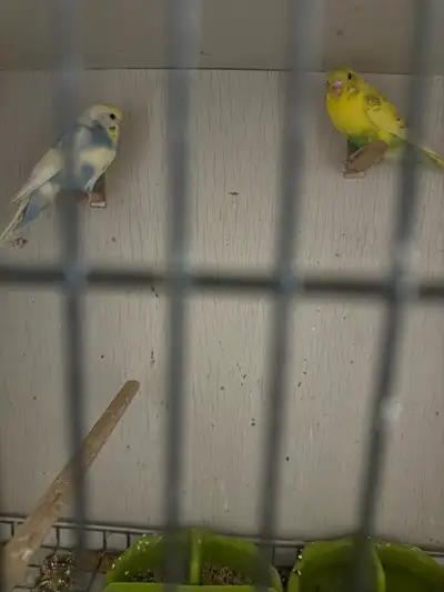 budgies for sale with cage and carry bag, View more