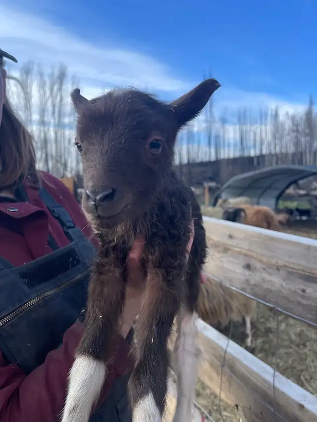 2025 Icelandic ewe lambs  in Livestock in Burns Lake - Image 2