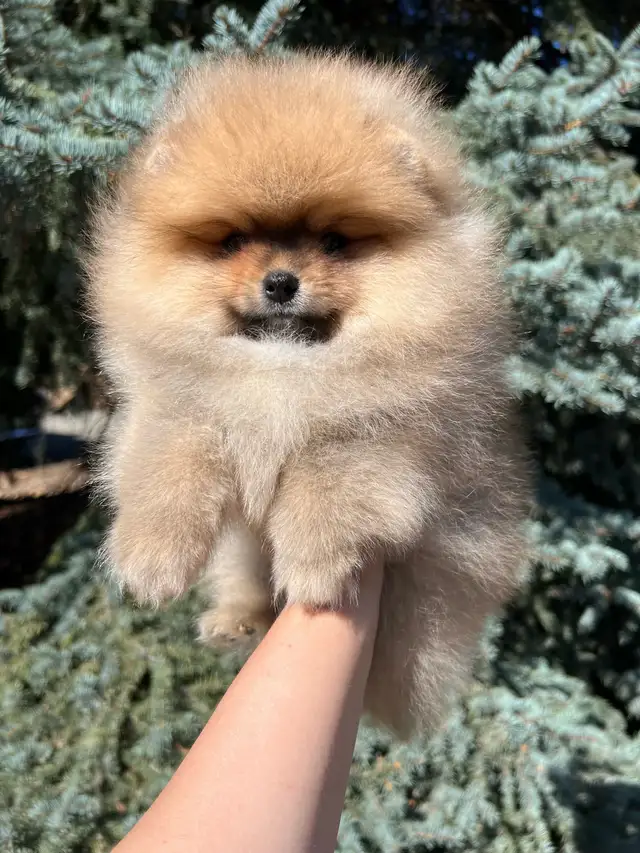 Tiny Teddy Bear Pomeranian Boy in Dogs & Puppies for Rehoming in Vernon - Image 7