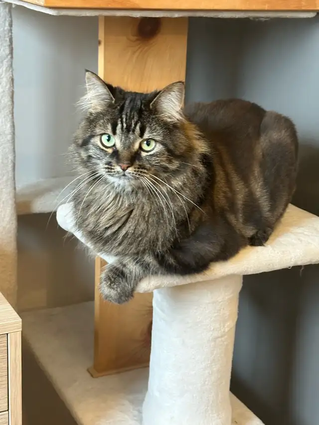 2 chats de 3 ans  mixte maine coon in Cats & Kittens for Rehoming in Laval / North Shore - Image 5