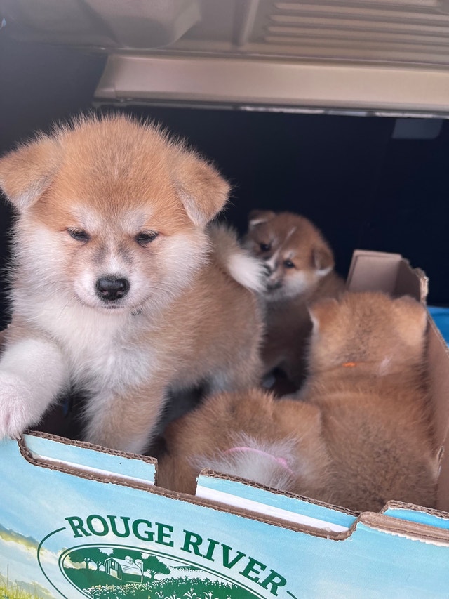 Japanese Akita puppies Dogs & Puppies for Rehoming City of Toronto