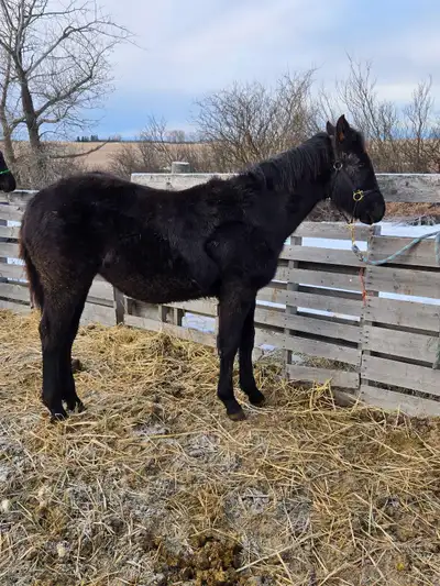 Must Go Sweet Filly, View more