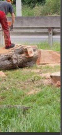 Firewood for sale 350 $ bush cord dry ash tree removal as well