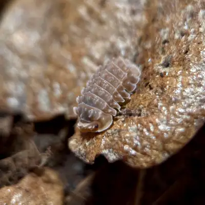 Isopoda sp. “Ancient Gator” Isopods, View more