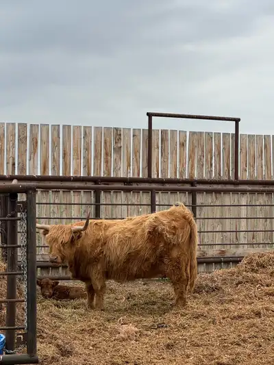 First picture - highland cow 3 years old, will be ready to go in the fall and she will be bred ($370...