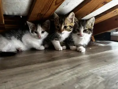 Chatons, View more