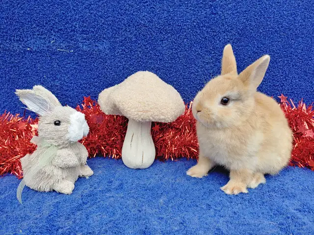 Bébés lapins nains béliers hollandais * baby Holland lop bunnies in Small Animals for Rehoming in City of Montréal - Image 7