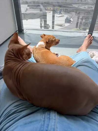 dog sitting , View more