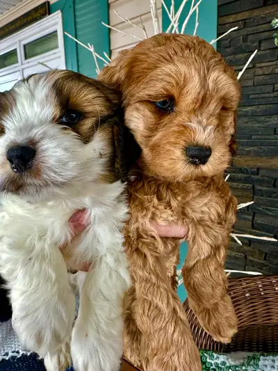 Cockapoo/ Havanese puppies, View more