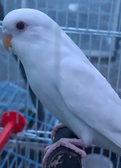 Young Budgies Pair, View more