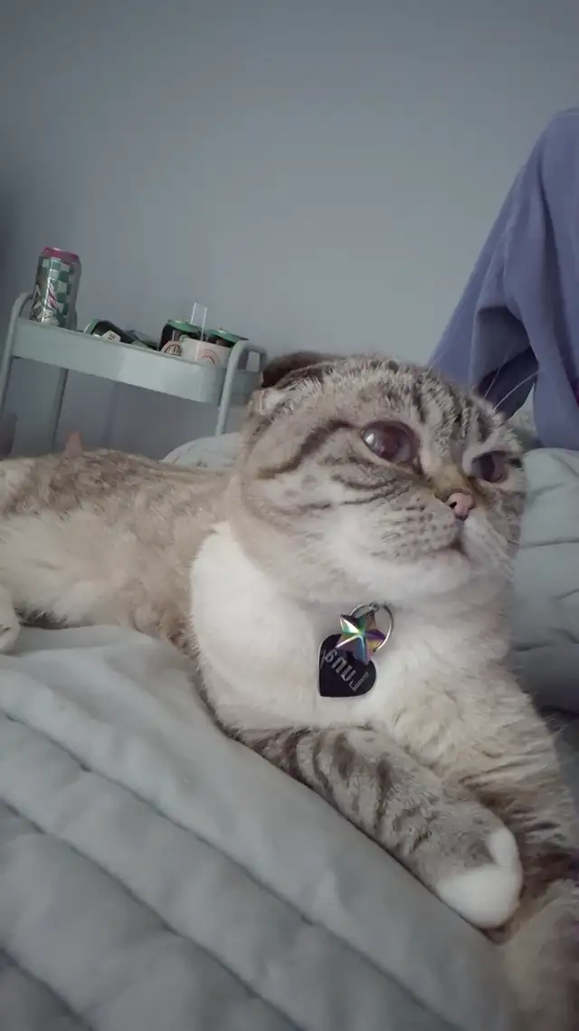 LOST CAT - Terwillegar - Scottish Fold/Siamese. PLEASE HELP in Lost & Found in Edmonton - Image 3