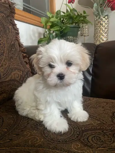 2 Shih Tzu Babies Purebread and both parents together / rehoming, View more