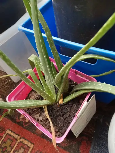 This is an Aloe Vera plant in a pink plastic pot. The plant is used and is in good condition, ready...
