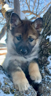THE ULTIMATE SHEPSKY PUPPIES