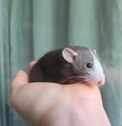 Baby Pet Rats for Adoption – Friendly, Socialized, Healthy, View more