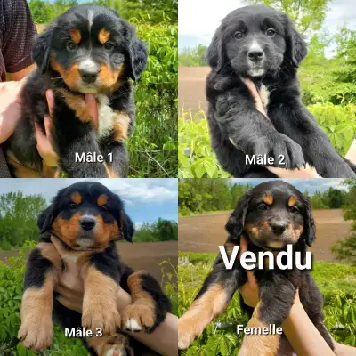 Chiot labernois pere bouvier bernois mere labernois reste 3 mâle disponible prêt a partir il sont va...