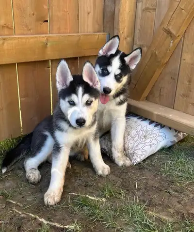 Siberian Huskies - 1 MALE & 1 FEMALE LEFT 10 weeks old, View more