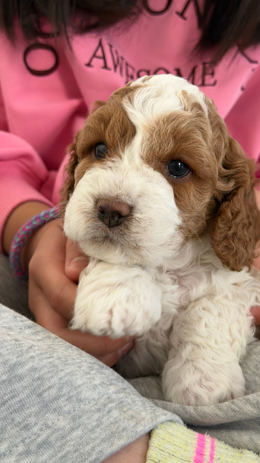 Cockapoo Puppies Rehoming | Dogs & Puppies for Rehoming | Calgary ...