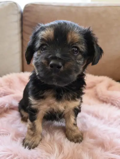 Yorkie mix puppy for sale, View more