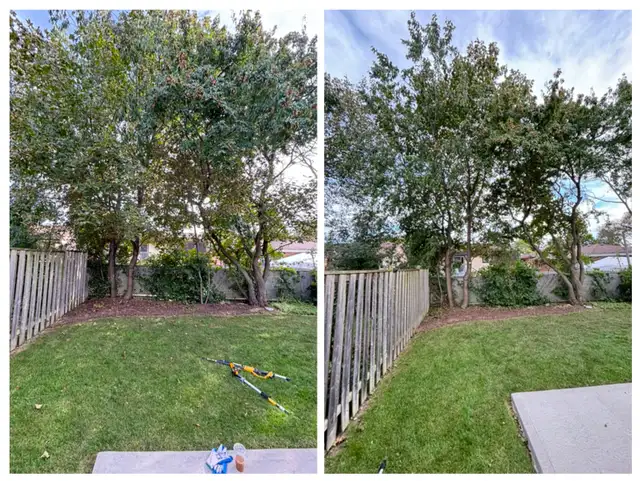 Tree Trimming and removal — Leaf clean ups — | Lawn, Tree Maintenance ...