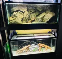 2 x 120 gallon tall aquarium set ups 3D background 
