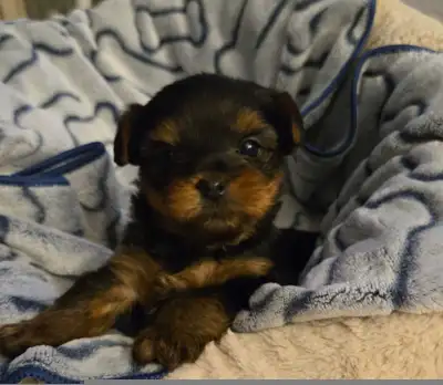 Yorkshire terrier puppy (yorkie), View more