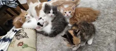 About two month old short- / medium short hair cute calico, tuxedo and orange tabby kittens. They ea...