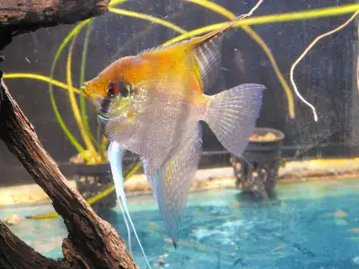 Large top-quality Angelfish, View more