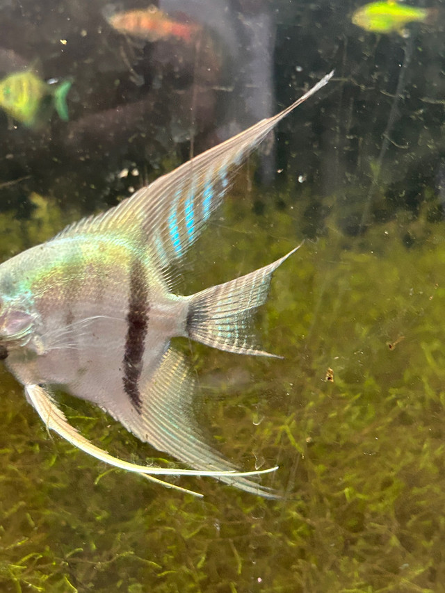BEAUTIFUL BLUE VEIL ANGELFISH SPECIAL in Fish for Rehoming in North Bay - Image 2