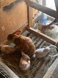 Pet/Meat rabbits 