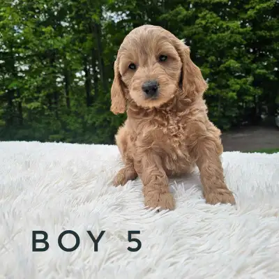 Cockapoo Puppies, View more