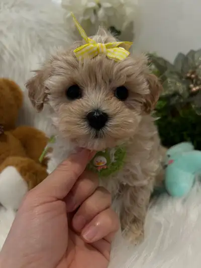 so beautiful Toy Maltipoo girls. Maltese/poodle, View more
