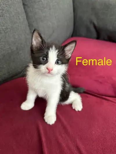 Two tiny cute kittens 7 weeks old, View more